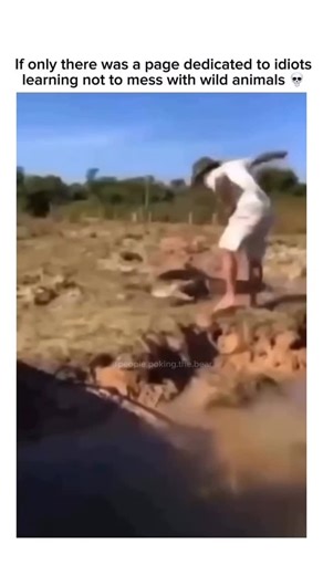 People Poking the Bear on Instagram: "Crocodiles (family Crocodylidae) or true crocodiles are large, semiaquatic reptiles that live throughout the tropics in Africa, Asia, the Americas and Australia. The term “crocodile” is sometimes used more loosely to include all extant members of the order Crocodilia, which includes the alligators and caimans (both members of the family Alligatoridae), the gharial and false gharial (both members of the family Gavialidae) as well as other, extinct, taxa. Alth