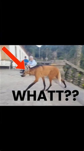 THIS “FOX” ISN’T WHAT YOU THINK – Meet the Maned Wolf