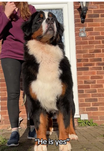 Bernese Mountain Dog Training Moments That Shine
