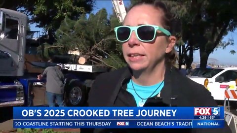 Ocean Beach's crooked Christmas tree arrives