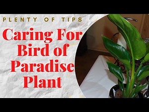21 Tips on How to Care for Bird of Paradise Indoors