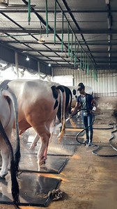 The cows are being bathed very nicely #cows #bathed #Nicely #fypreels #reelsfypシ | Cow Lovers Zinzira