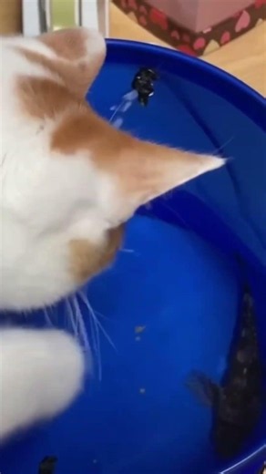 おーちゃん魚に触りたいようです？！#cat #cute #ねこ