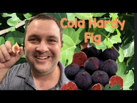 Chicago Hardy Fig Cold tolerant - 7A growth and fruit tasting.