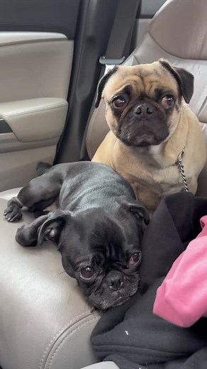 Somos Pugs, y nos encanta comer cualquier cosa que encontremos en el suelo y hacer que gastes dinero en el veterinario. ¡Somos unos Pugsitos traviesos! Pero también nos encanta portarnos bien cuando hay premios de por medio. Y sí, es cierto, nos echamos peditos mientras ves películas, pero eso solo hace que nos quieran mas ❤️🐾🐶😅 #itspugbertha #itspugsita #pug #pugs #perros #mascotas #dogs #dog #mascota#pets #pet