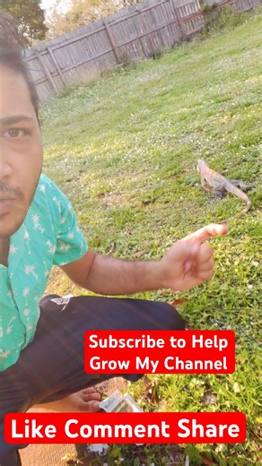 Does Iguana Bites Human? #iguana