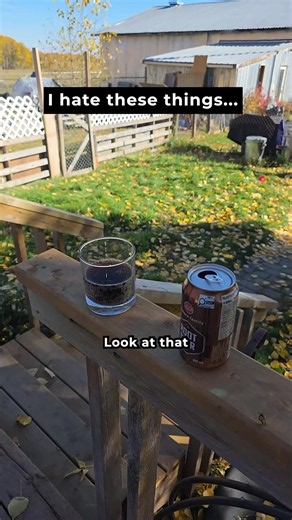 How to Deal with Pesky Summer Bugs in Canada