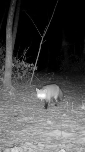 Fox calling for mate 🦊 beech marten bouncing🌲 rabbit jumping. #nature #wildlife #animals #trailcam