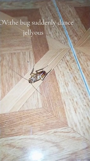 POV: The Bug Suddenly Dances — Why Insects Move Like That