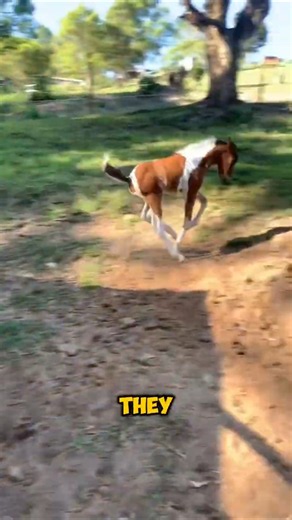 What Happens During Foal Development From Birth to First GALLOP #horse #shorts