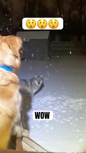 Golden Retriever Faces Off With Wolf Caught On Camera😲#shorts