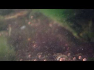 Green Tree Frog Life Cycle - PART 1 Mating and Spawn