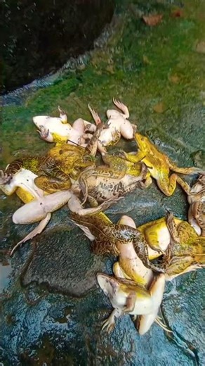 Chinese frog fry recipe 🐸🐸 #recipes #streetfood