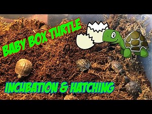Box Turtle Egg Incubation and Hatching Compilation 2019 - Shane Williams Outdoors