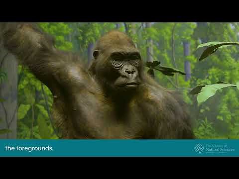 Naturally Awesome: What are Dioramas?