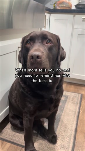 Sometimes they need reminded 😜. #labrador #dogsofinsta #chocolatelab #dog #labradorretriever | Bricey & Timber Pav