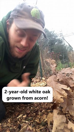 After two full growing seasons in the ground, this little white oak (Quercus alba) that I started from a local ecotype acorn is only 13