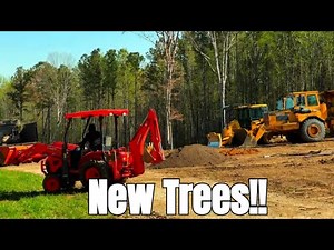 Planting Live Oaks and Privacy Trees