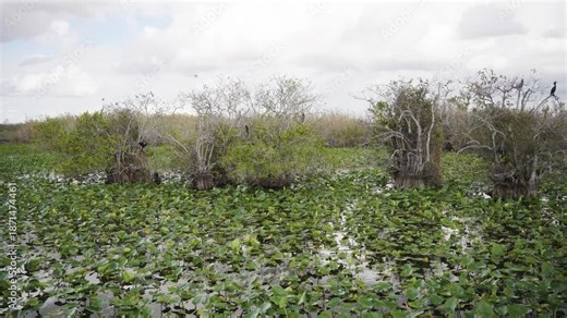 Wetland and boardwalk in Anhinga Trail in the Everglades