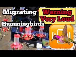 TONS of Hummingbirds SCREAMING as 1000's of Migrating Birds Joyfully Feeding on Hummingbird Feeders