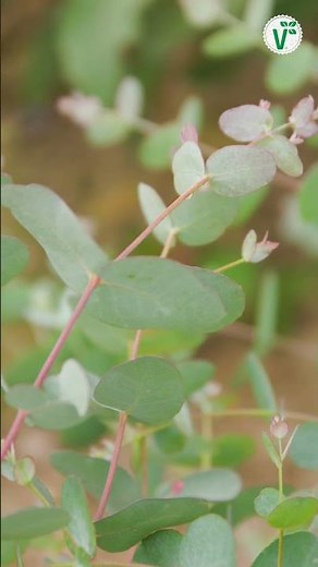 Trending Eucalyptus Plant: How to Best Care and Overwinter It? - Volker's Garden Knowledge