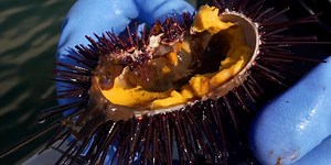 How Japan's priciest foods are harvested