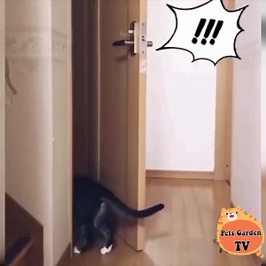 100K views · 10K reactions | The Funniest and Most Humorous Cat Videos Ever! | Cute Cat Animals | Facebook