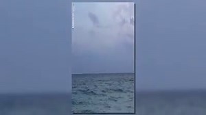 3.4K views · 70 reactions | CHECK IT OUT - a baby dolphin was caught on camera swimming along Pensacola Beach. | WEAR ABC 3 News, Pensacola | Facebook