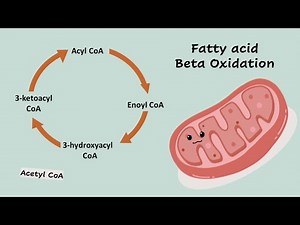 Beta Oxidation Song
