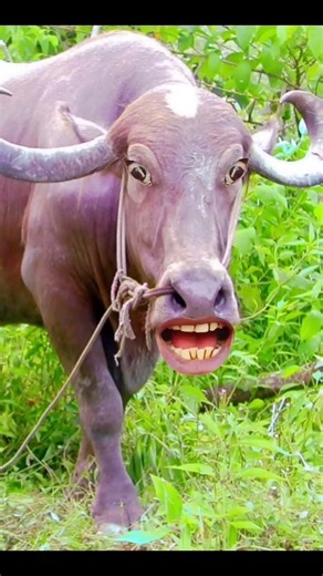 #funny #cow #comedy