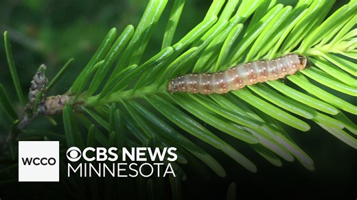 See the spruce budworm, a small bug that could be fueling the northern Minnesota wildfires