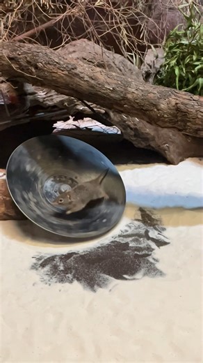 11K views · 199 reactions | Launching straight into the weekend like   Education leader Jackie | Perth Zoo | Facebook