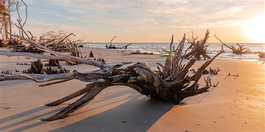 Taking Bulls Island by Storm: 35 Years After Hurricane Hugo’s Devastation | Charleston Magazine