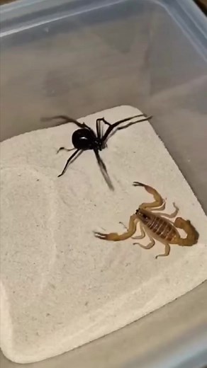 2M views · 10K reactions | Black Widow vs Scorpion – A Venom Showdown...