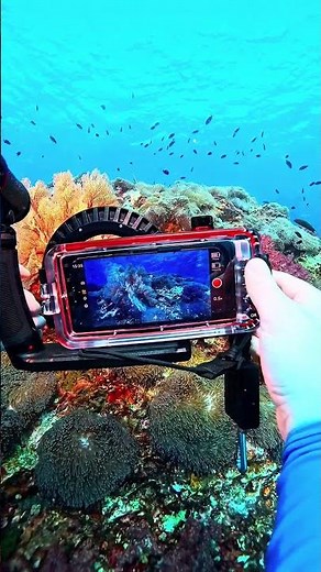 Get the Best Colors Underwater with the SportDiver Smartphone Housing! #underwaterphotography