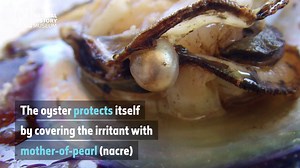 The fish that's also a pearl | Natural History Museum