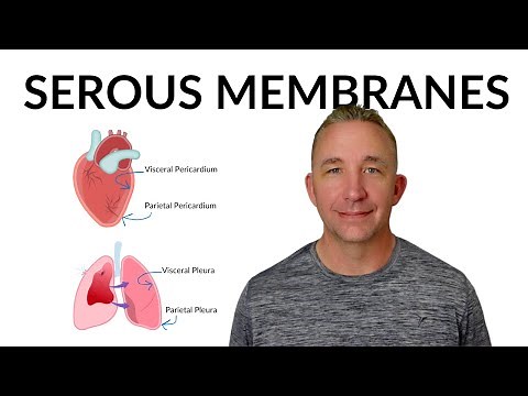 Understanding Serous Membranes: Visceral and Parietal