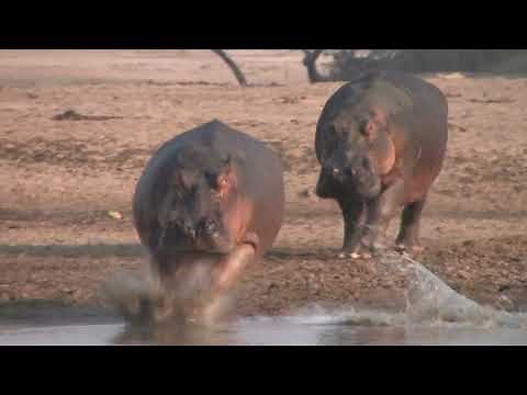 How Fast Are Hippos? Huge Males Chasing Each Other at Full Speed