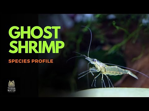 Ghost Shrimp 101: An Introduction to These Transparent Aquatic Wonders