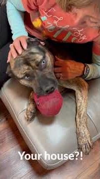 💙 Please, please, someone give Smokey a chance 🐶