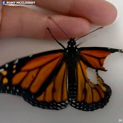 This butterfly with a damaged wing had a bleak future until his caretaker taught herself how to repair it. 🦋 | LittleThings