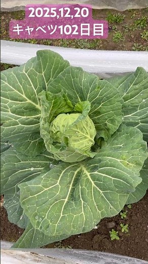 キャベツ種まき後102日目 #家庭菜園 #発芽 #定植後 #キャベツ栽培