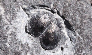 Liangshanella burgessensis - The Burgess Shale