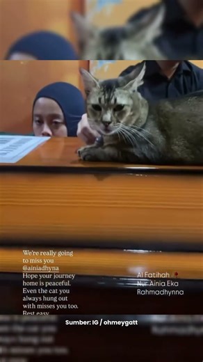 Dikenal Sosok Penyayang Kucing, Kucing ini Menunggu di Samping Peti Jenazah Aini