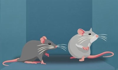 Quirky Circling Behavior in Mice Informs Research on Humans in Space - NASA