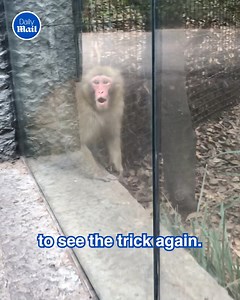 This monkey was too stunned to speak! 😲 | Daily Mail Video