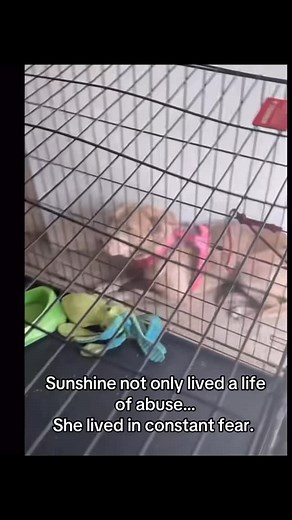 How we change their lives within minutes …. When you support this mission … This is what you support 💯‼️ I’m not here for validation or approval… I do this for the dogs‼️ You don’t see too many like me .. RARE BREED Built From Pain I live the dark life for many years, nowadays, I try to be the brightest light to any lost broken soul possible because this is my purpose. We Love You Sunshine ☀️ | Pitbulls and Addicts