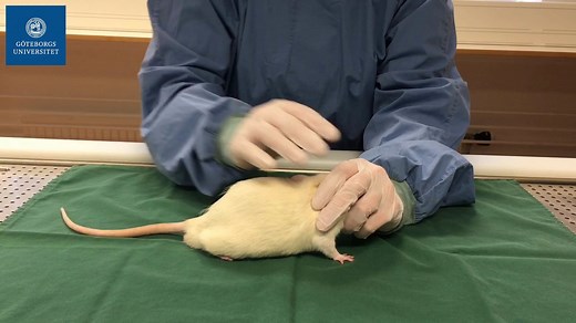 Rat s.c. injection