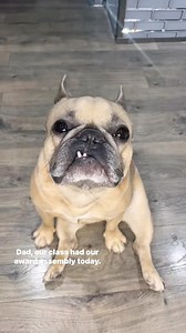 146K views · 1.9K reactions | Always the bridesmaid never the bride #schoollife #awards #frenchiesofinsta #teef #spellingbee #math #dogparent #dogdad #science #prouddad #dogs #dogsofinstagram #jasonbankscomedy cred @jasonbankscomedy | somefrenchienamedapollo | Facebook