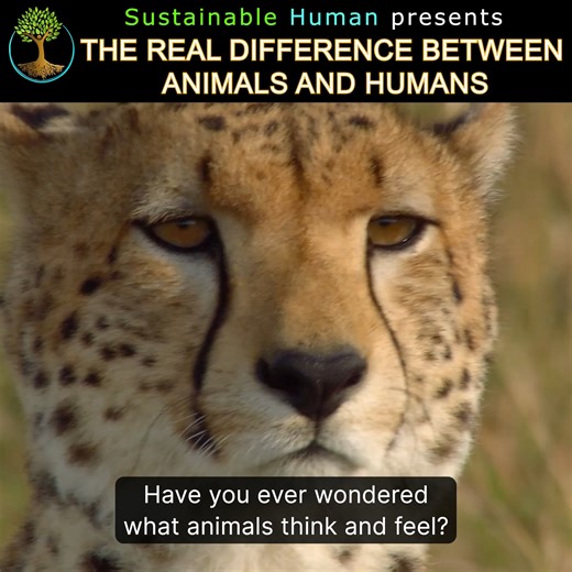 9.8K views · 236 reactions | What if the boundaries between human and animal consciousness are far thinner than we think? Prepare to be surprised by the extraordinary intelligence, emotion, and compassion found in creatures we often underestimate. This video challenges everything you thought you knew about what makes us truly human. #animalintelligence #naturelovers #wildlifeprotection | Sustainable Human | Facebook